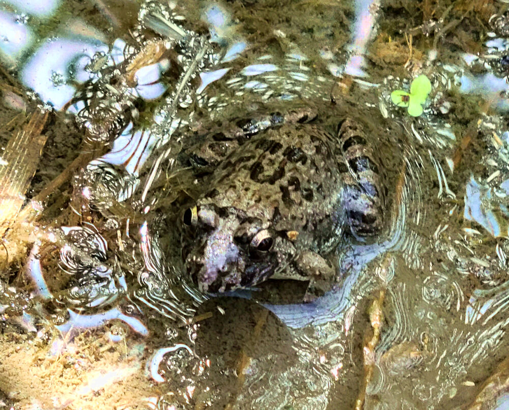 ツチガエルも来ていた おたまじゃくしは何ガエル 庭の花など 星の絵の具箱