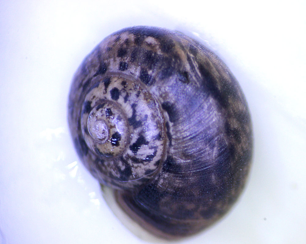 ウスカワマイマイ フタモンアシナガバチ旅立つ季節 おまけ 星の絵の具箱