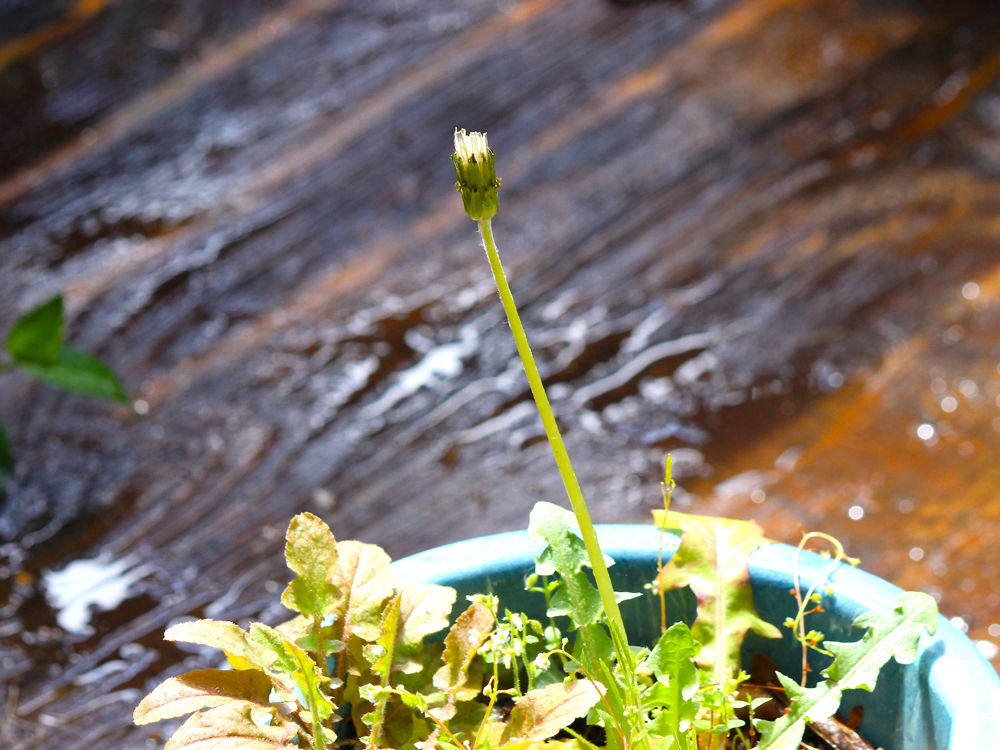 シロバナタンポポ モモイロタンポポ 春の花など 星の絵の具箱