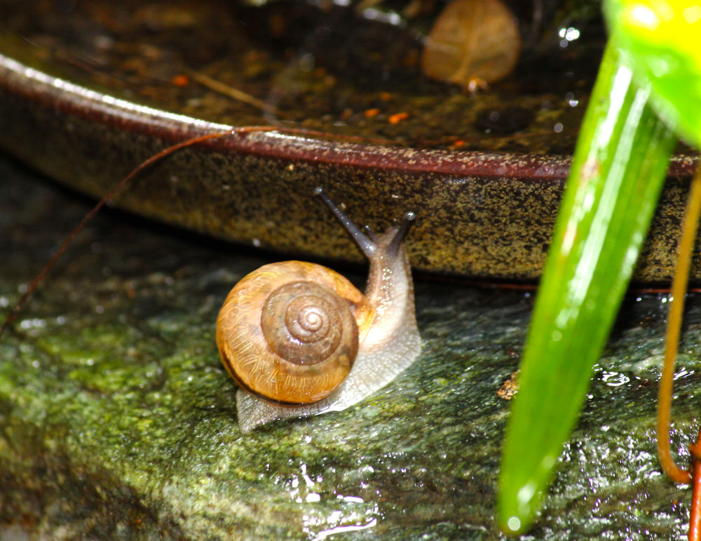 カタツムリの季節２ フタナミトビヒメシャク 月下美人 手づくりひとつ 星の絵の具箱