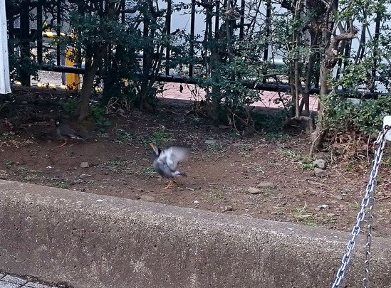 ２０１８－２　東村山で出会った鳥２