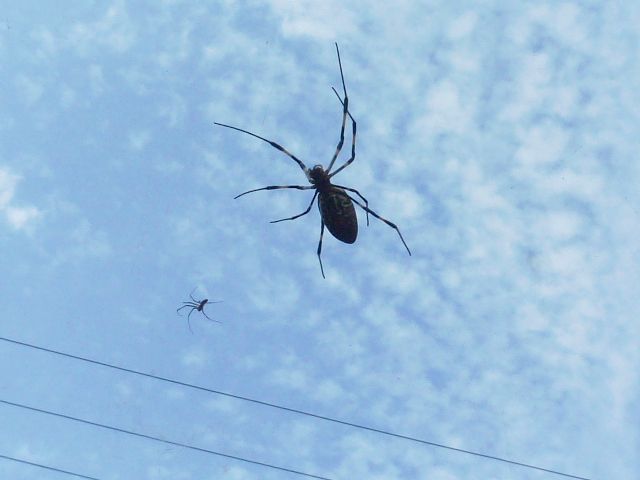 くもとくもとくもと蜘蛛たち : 星の絵の具箱