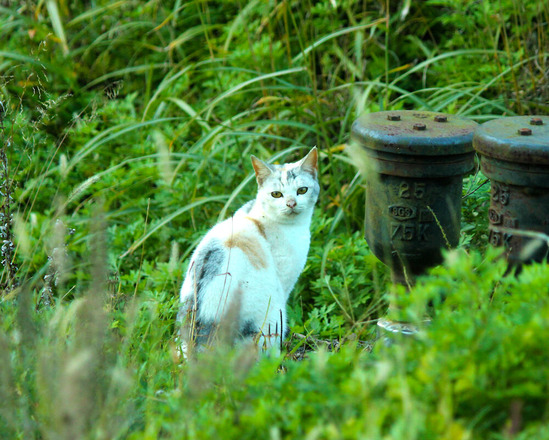 ２０３３－１０　池の河内湿原１０　猫