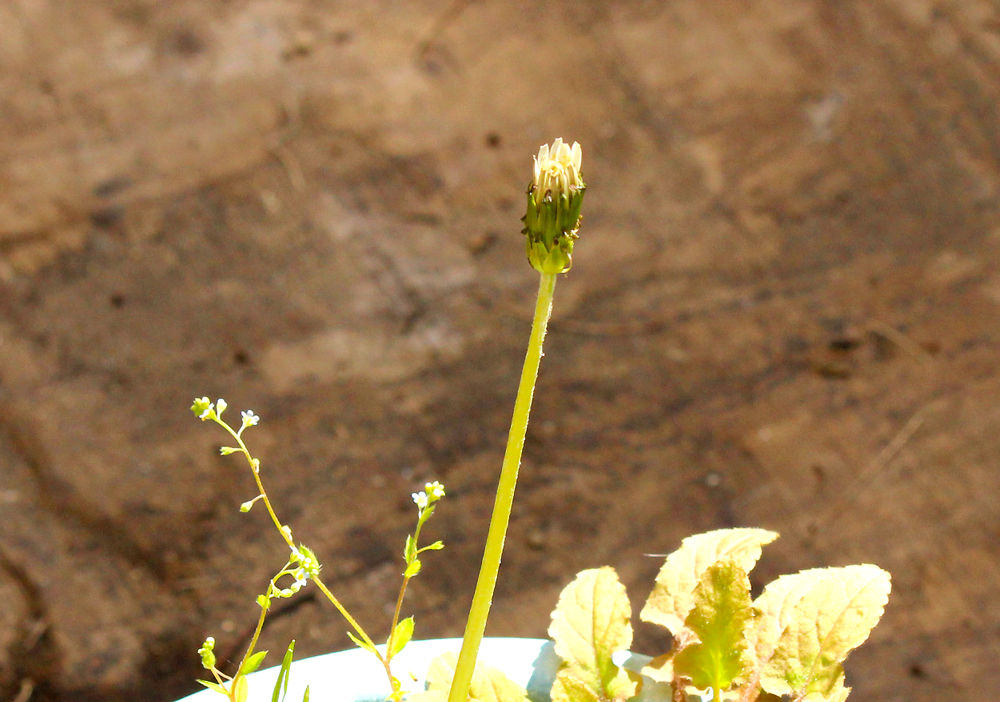 シロバナタンポポ モモイロタンポポ 春の花など 星の絵の具箱