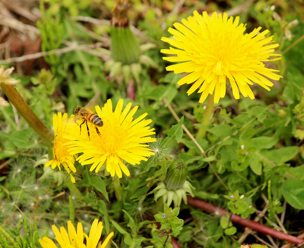 タンポポあれこれ 鳥撮りはむずかしい 星の絵の具箱
