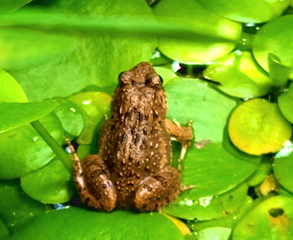 ツチガエルも来ていた おたまじゃくしは何ガエル 庭の花など 星の絵の具箱