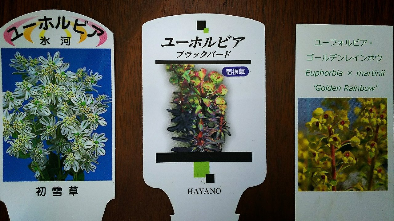 ユーフォルビアの世界 らさママのガーデン日記
