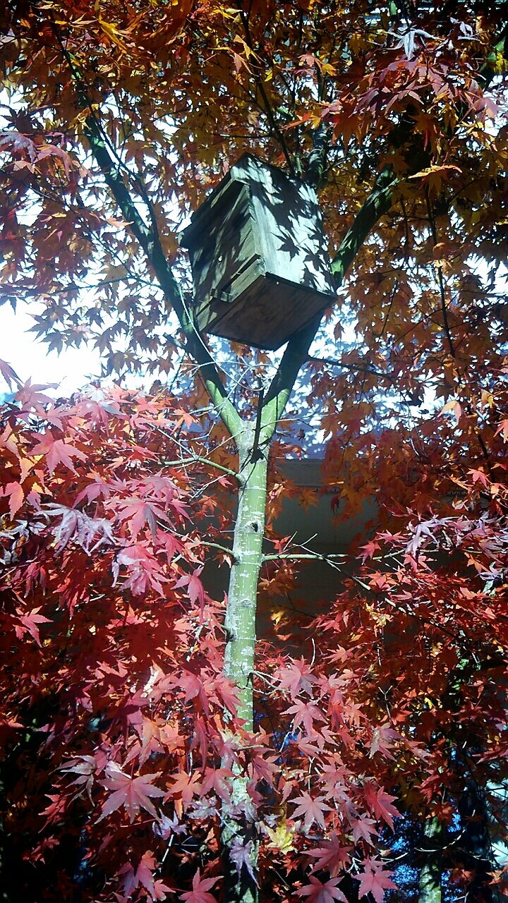 イロハモミジとブータン ルリマツリの紅葉 らさママのガーデン日記