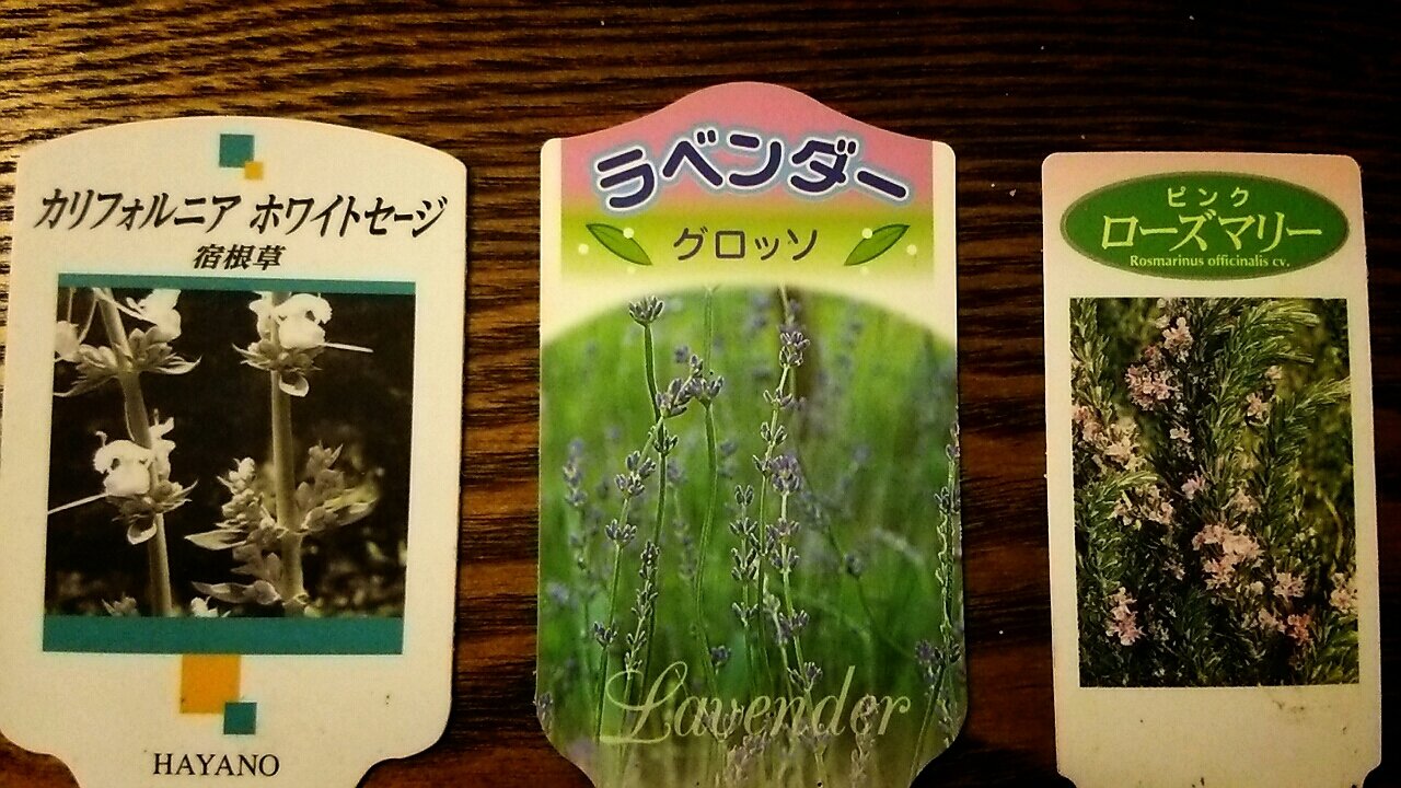 初夏に花咲くハーブ3種類 らさママのガーデン日記