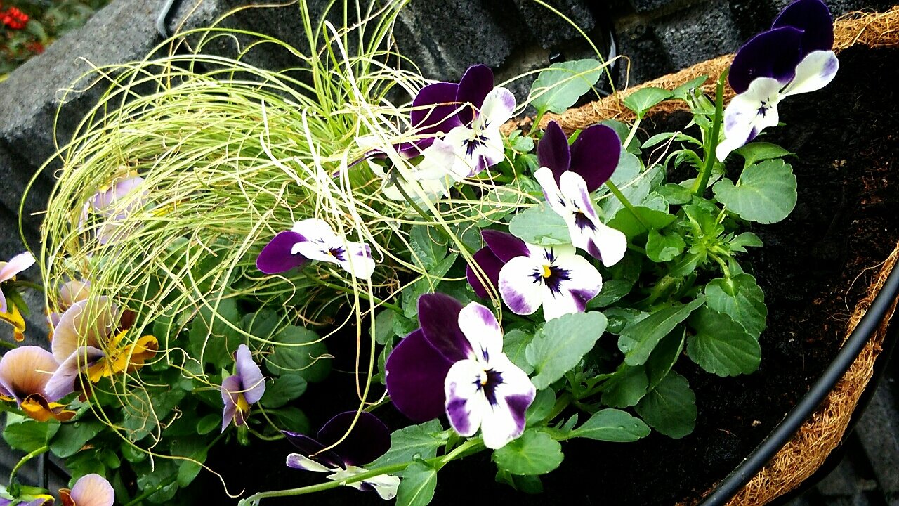 プレミアムビオラ ディージェイでハンギング らさママのガーデン日記