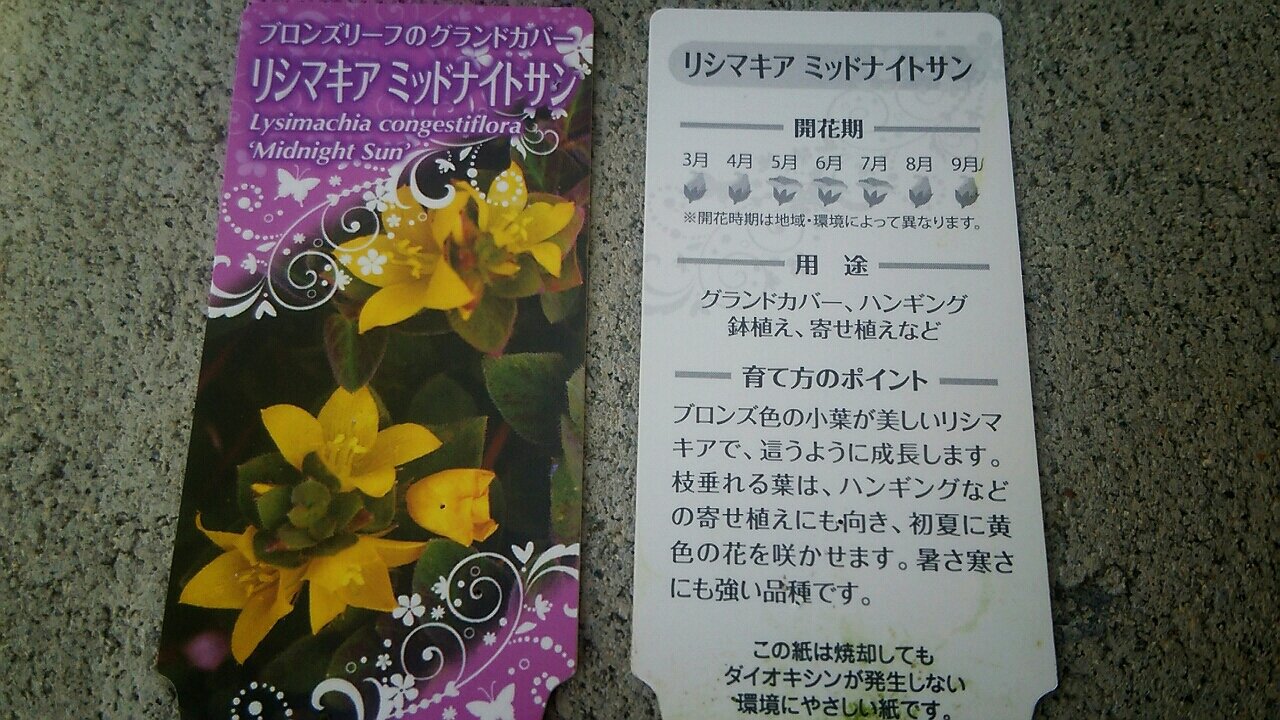 リシマキア ミッドナイトサン らさママのガーデン日記