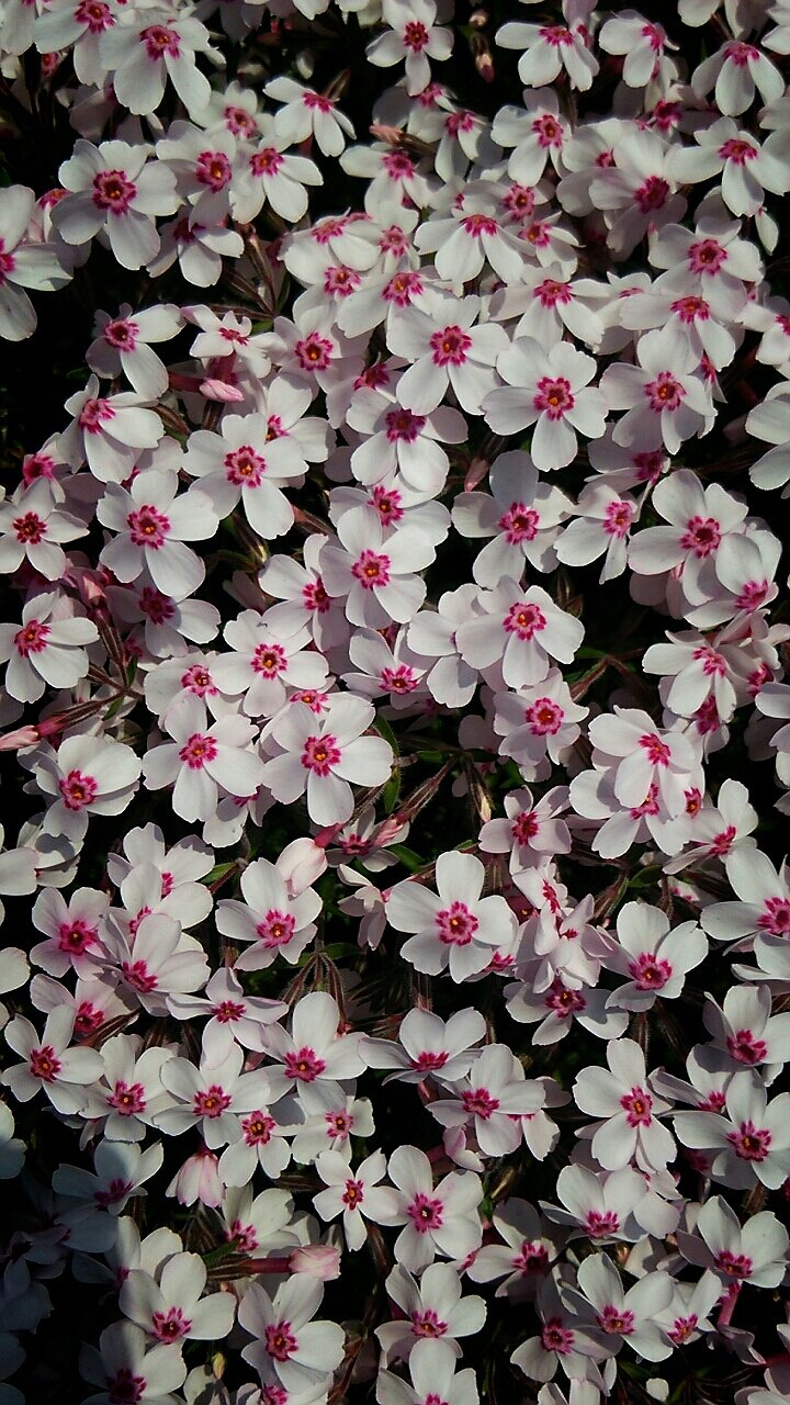 芝桜アメージンググレースが開花 らさママのガーデン日記 芝桜アメージンググレースが開花 らさママのガーデン日記