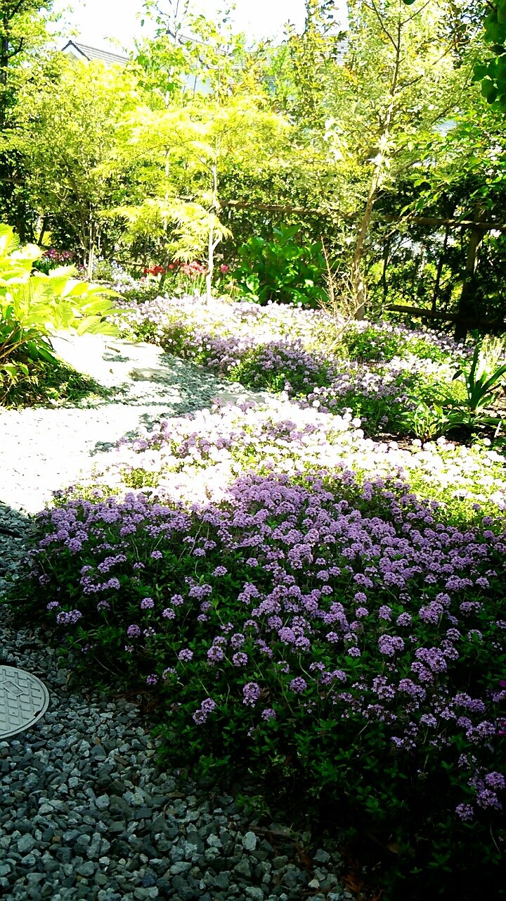 グランドカバーのクリーピングタイムの絨毯 らさママのガーデン日記