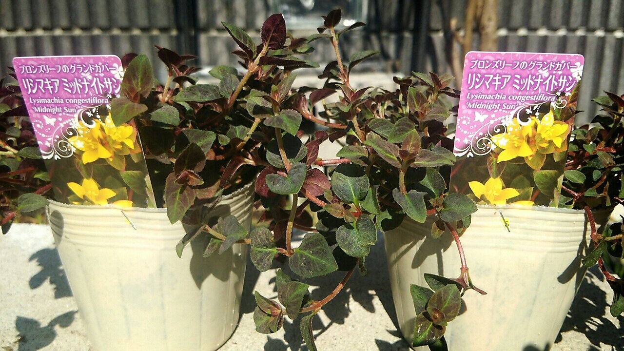リシマキア ミッドナイトサン らさママのガーデン日記