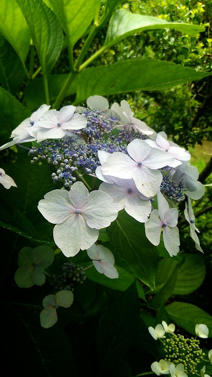梅雨の時期に美しい我が家の紫陽花 らさママのガーデン日記