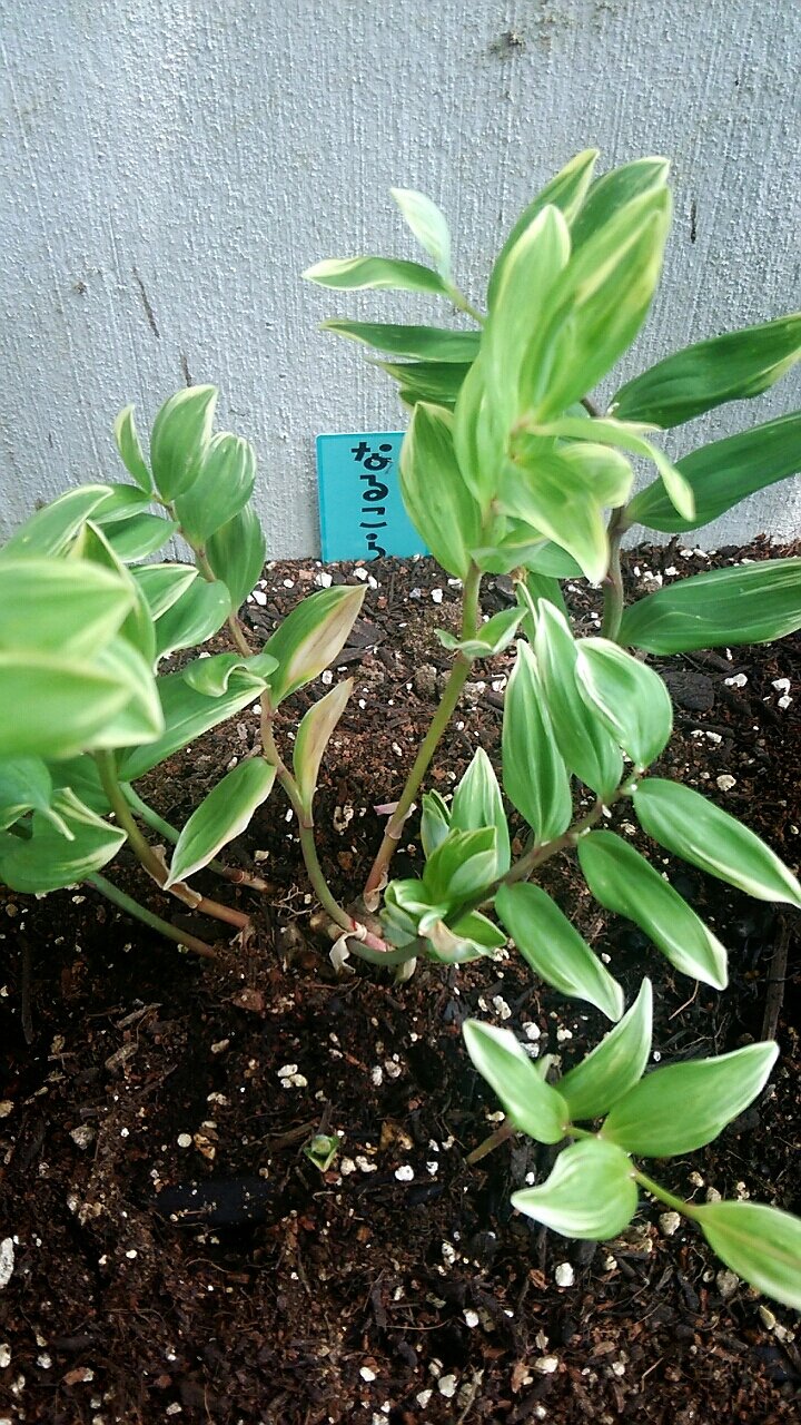 斑入りのミズヒキとナルコラン らさママのガーデン日記