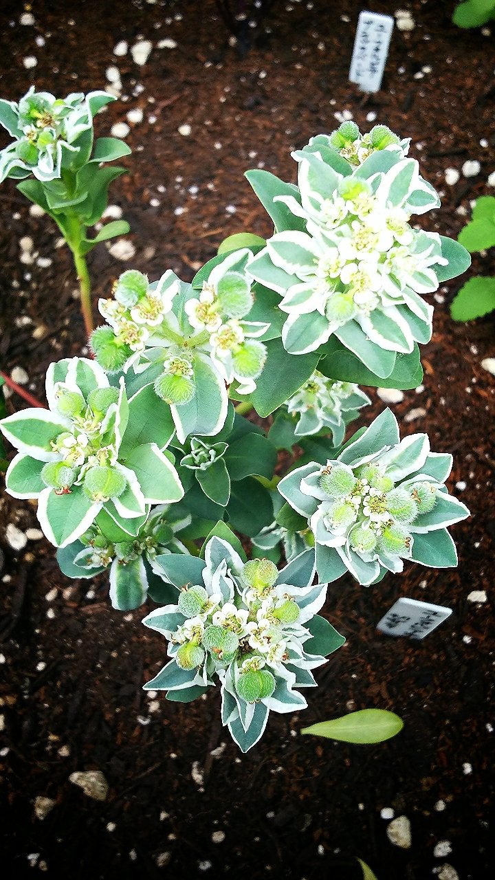 ユーフォルビアの世界 らさママのガーデン日記