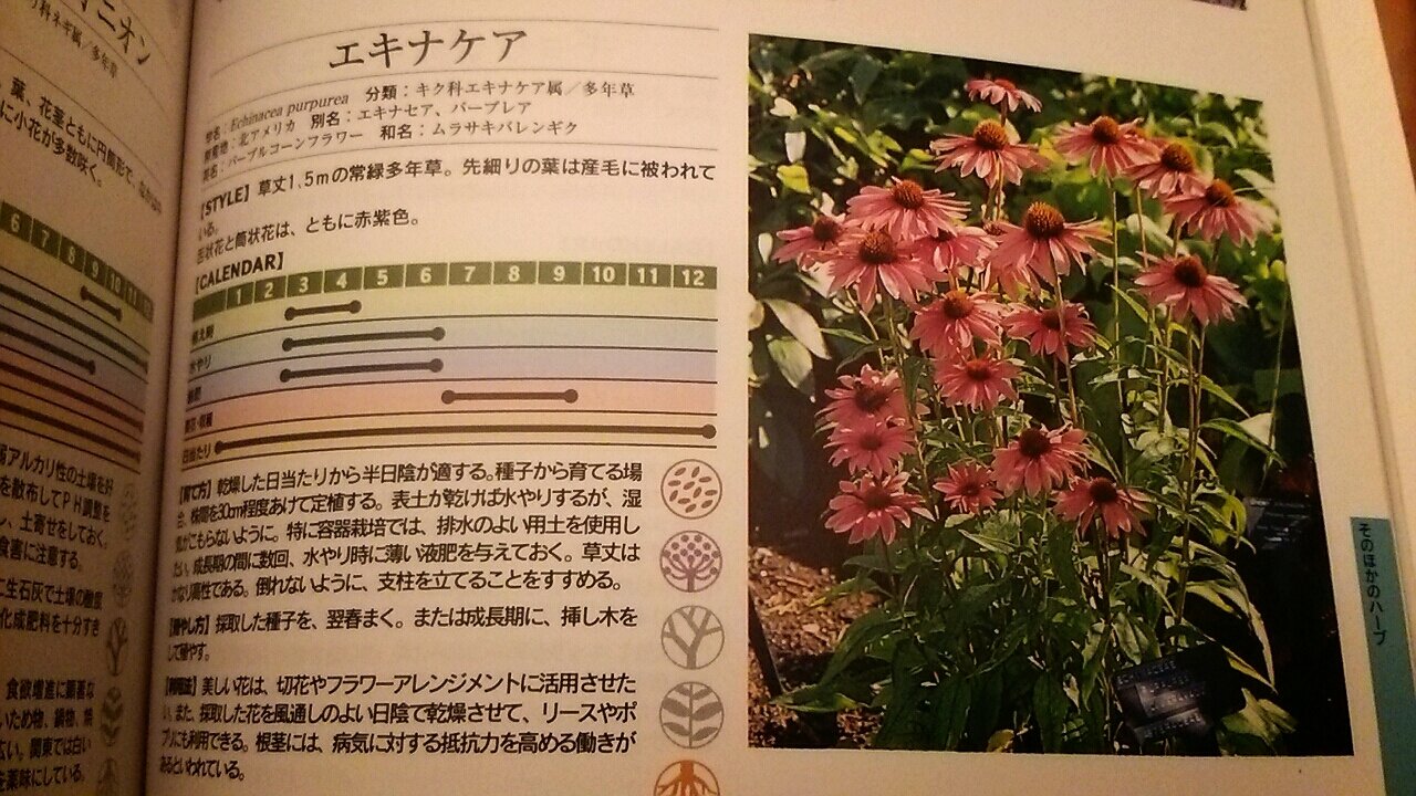 夏のお庭に カラフルな宿根草エキナセア らさママのガーデン日記