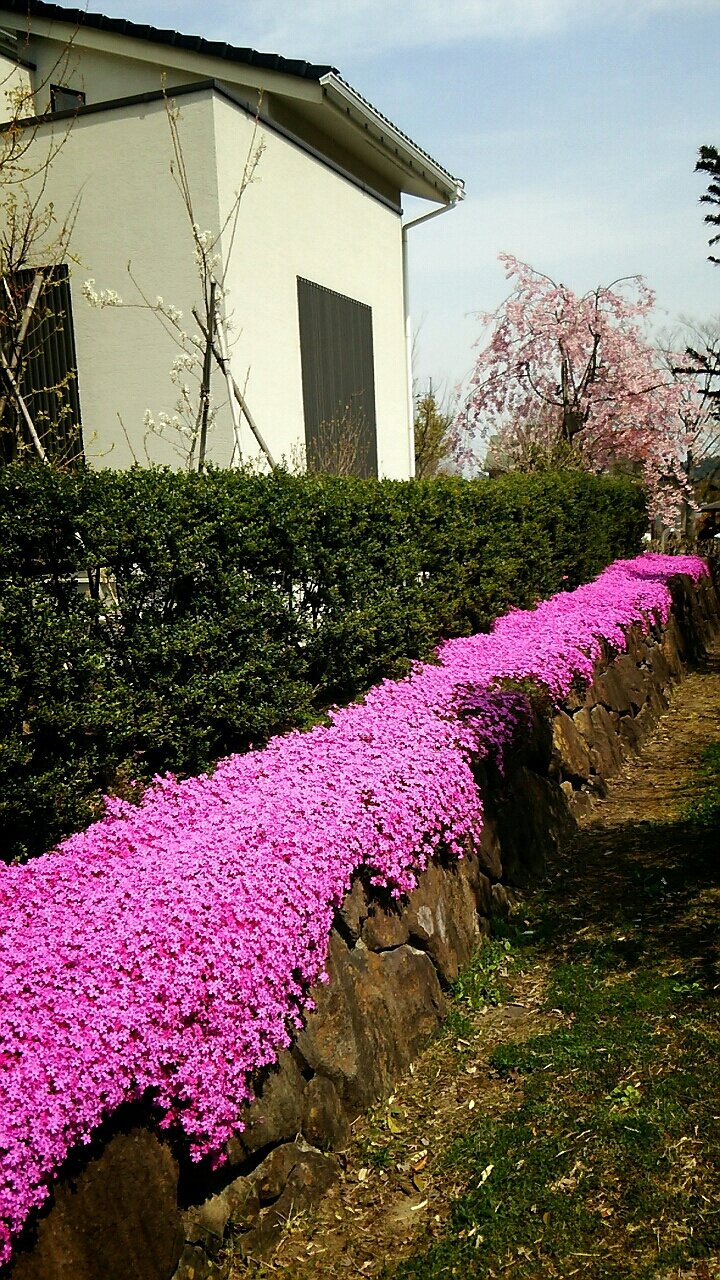 芝桜を綺麗に咲かせるために らさママのガーデン日記 芝桜を綺麗に咲かせるために らさママのガーデン日記