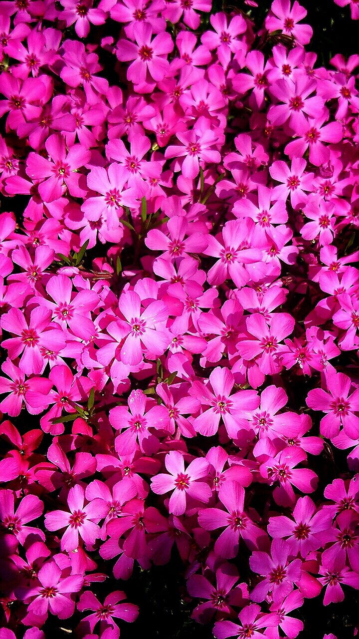 芝桜ダニエルクッションの絨毯を復活させるために らさママのガーデン日記 芝桜ダニエルクッションの絨毯を復活させるために らさママのガーデン日記