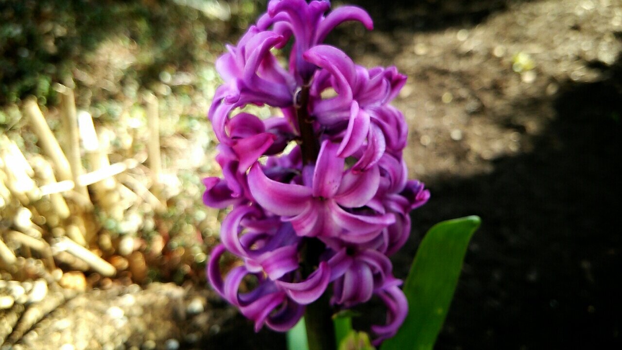 3色のヒヤシンスを地植え らさママのガーデン日記