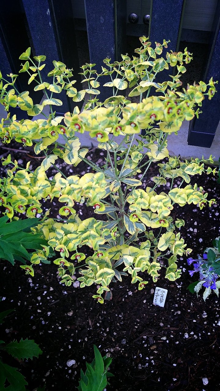 ユーフォルビアの世界 らさママのガーデン日記