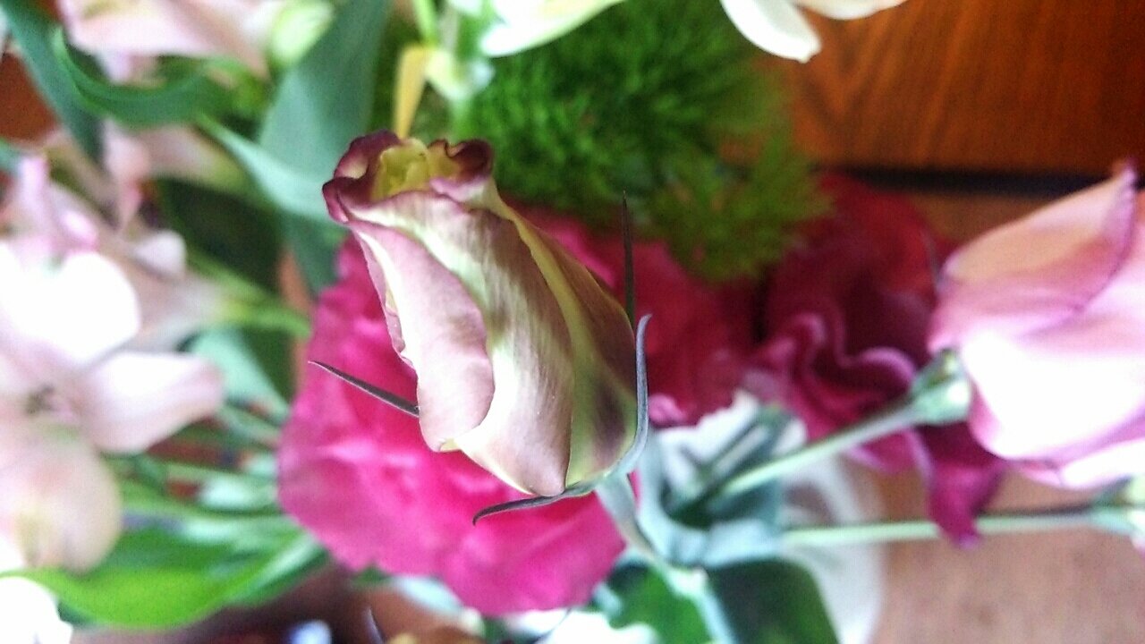 トルコギキョウの花束とドラセナ らさママのガーデン日記