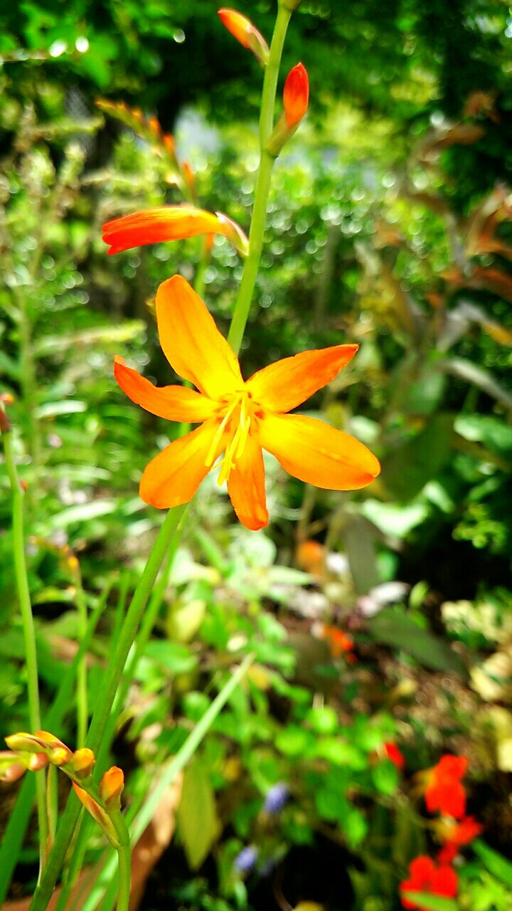 オレンジ色が美しいヒメヒオウギズイセン らさママのガーデン日記