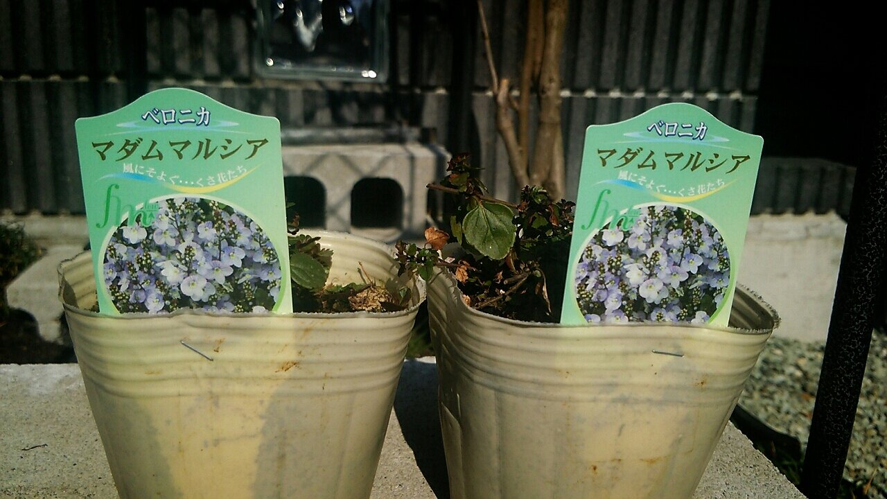 ベロニカマダムマルシアとオオイヌノフグリ らさママのガーデン日記