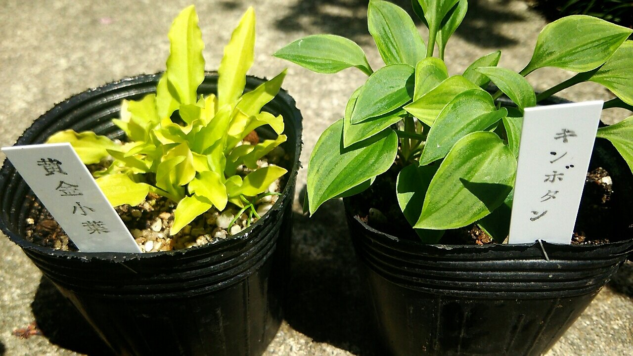 ギボウシ ホスタ を植えました らさママのガーデン日記