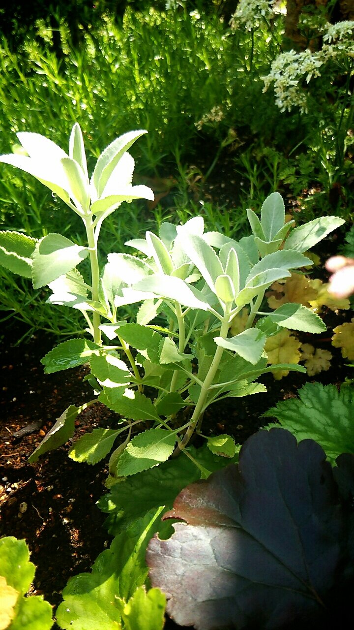 初夏に花咲くハーブ3種類 らさママのガーデン日記