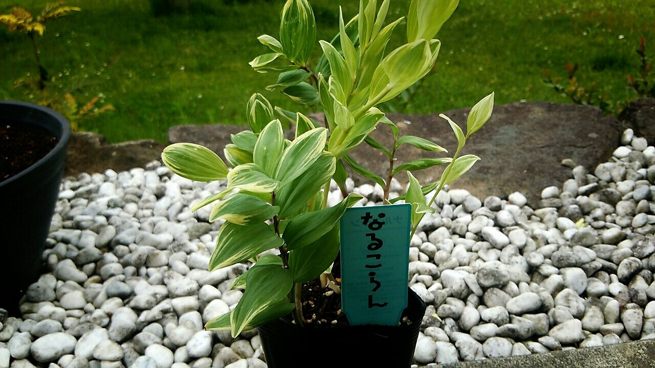 斑入りのミズヒキとナルコラン らさママのガーデン日記