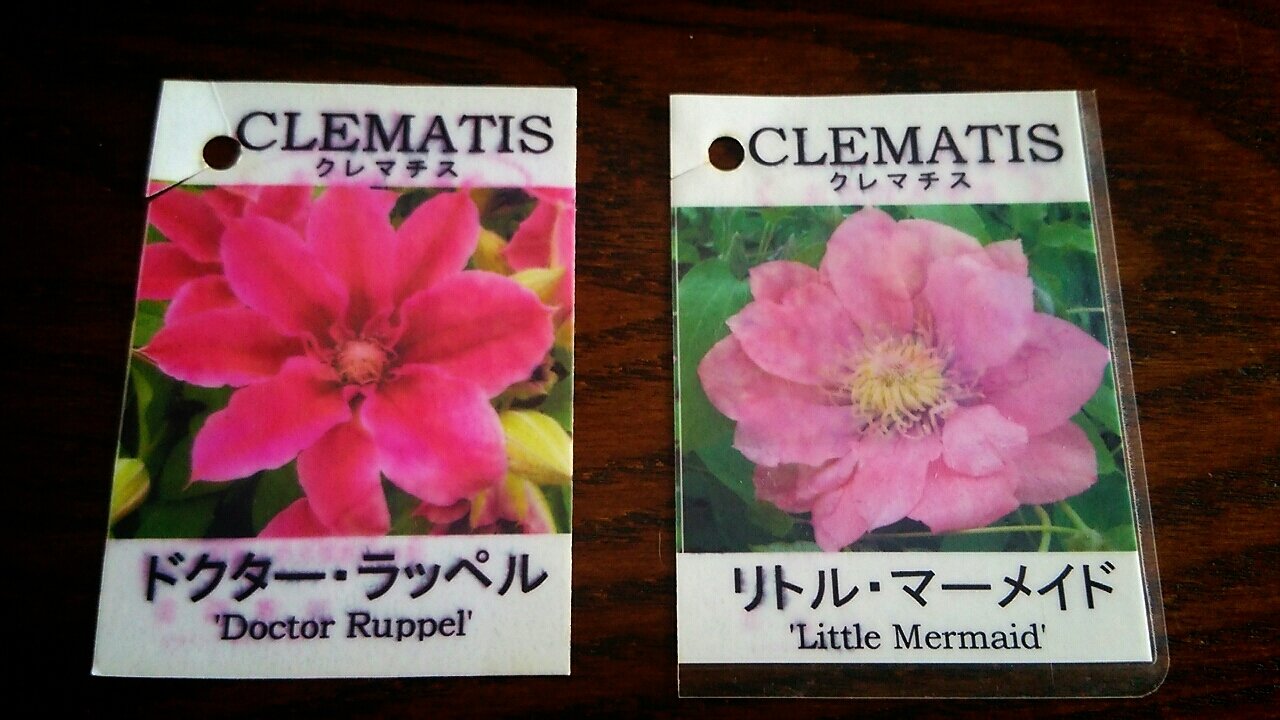 クレマチス リトルマーメイドとドクターラッペルが開花 らさママのガーデン日記