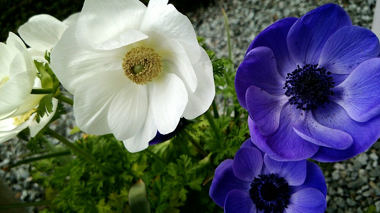 待ちに待った球根植物が開花 らさママのガーデン日記