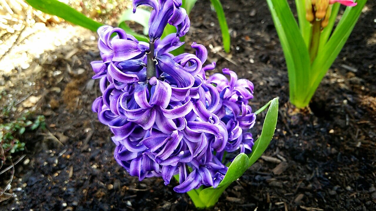 3色のヒヤシンスを地植え らさママのガーデン日記