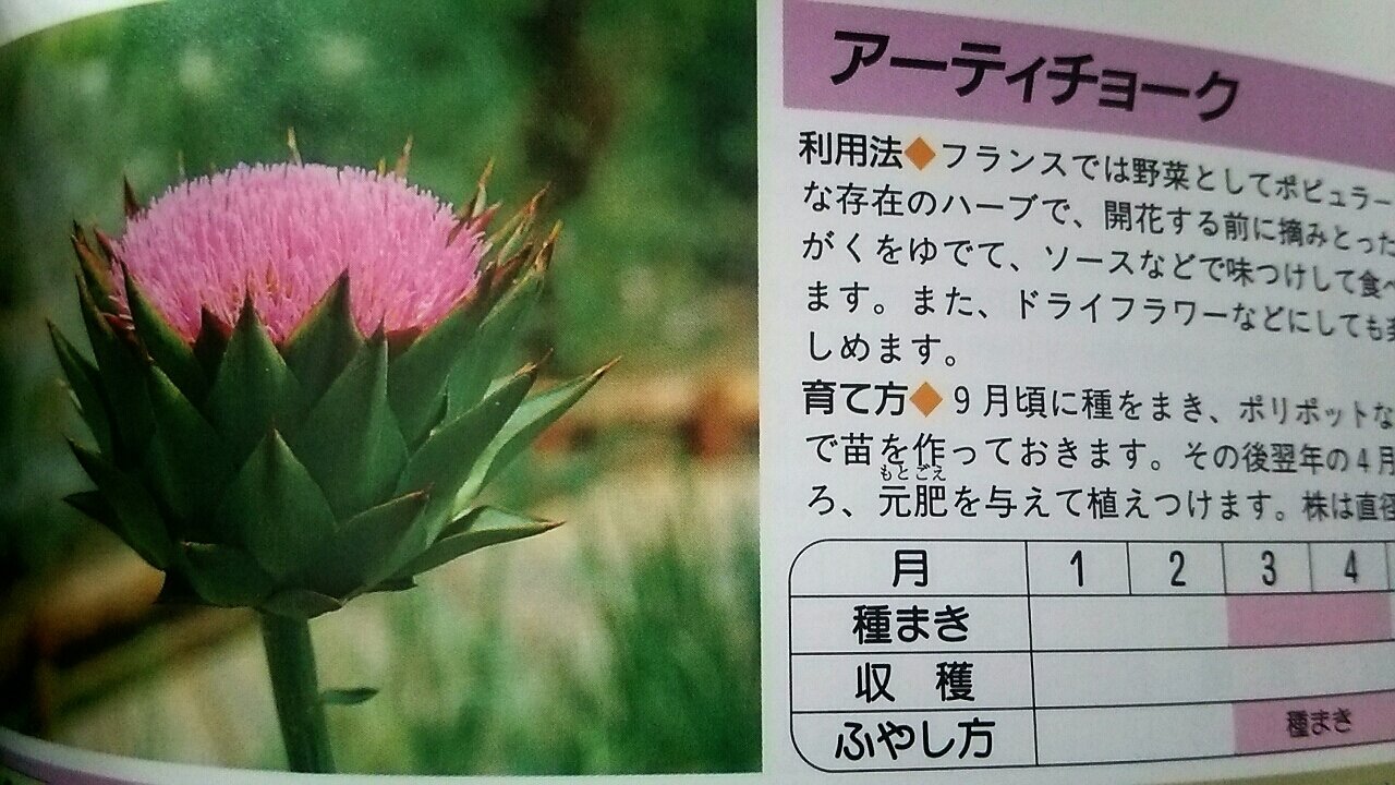 鑑賞 それとも食用 アーティチョークとアキレア らさママのガーデン日記