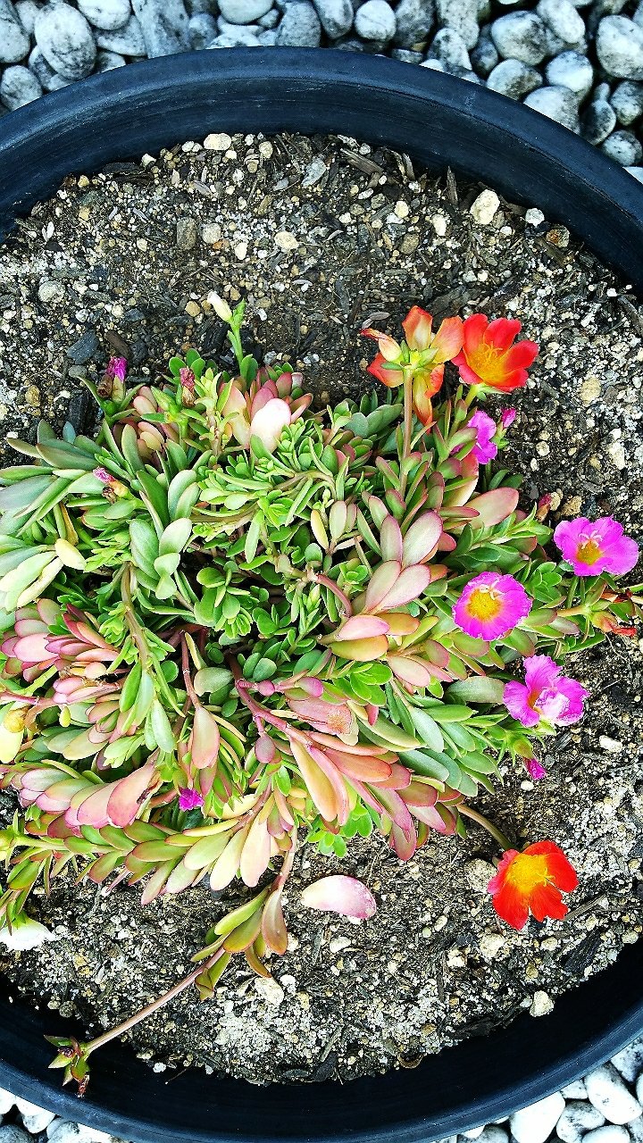 ビオラからポーチュラカへ植え替え らさママのガーデン日記 ビオラからポーチュラカへ植え替え らさママのガーデン日記