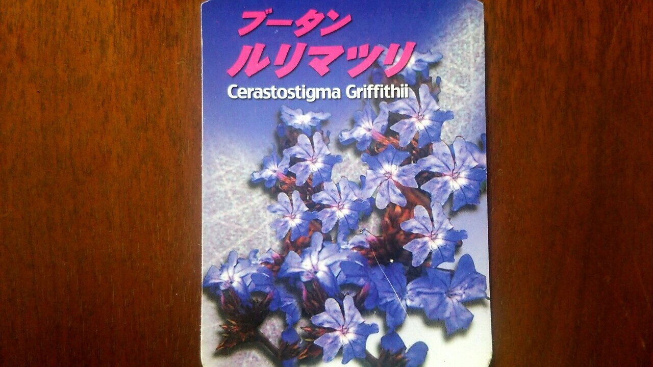 イロハモミジとブータン ルリマツリの紅葉 らさママのガーデン日記