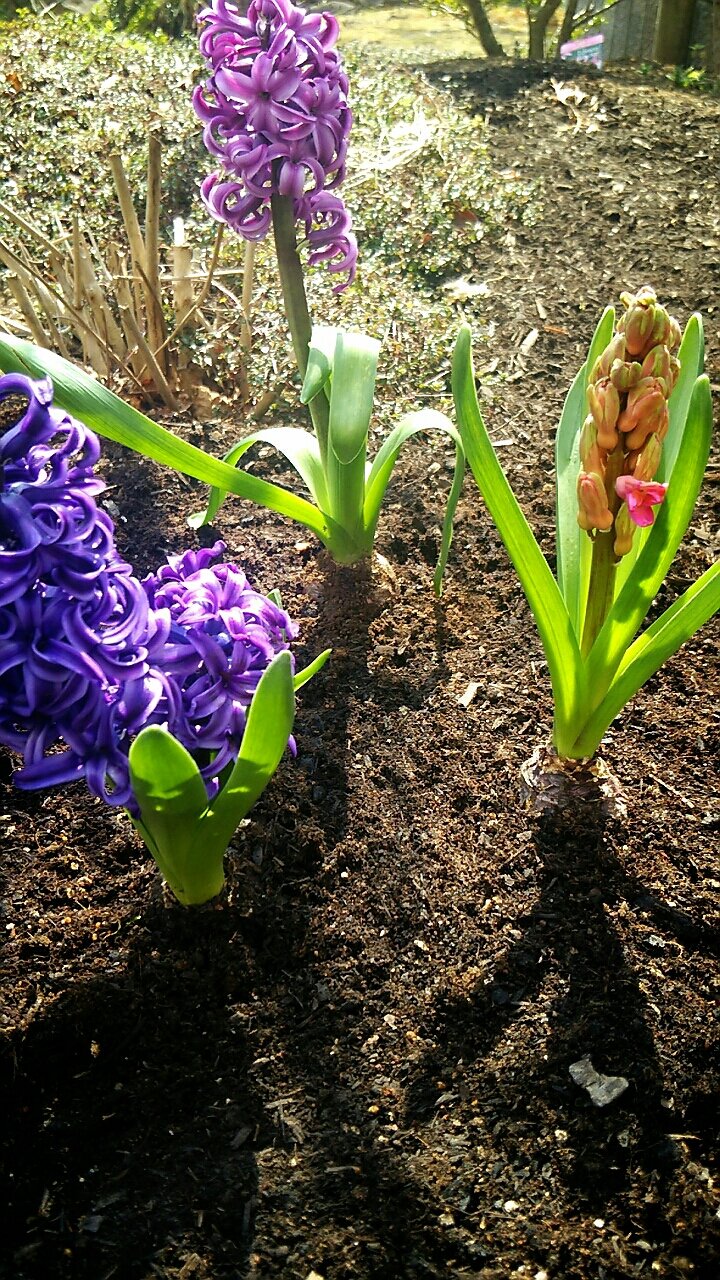 3色のヒヤシンスを地植え らさママのガーデン日記 3色のヒヤシンスを地植え らさママのガーデン日記