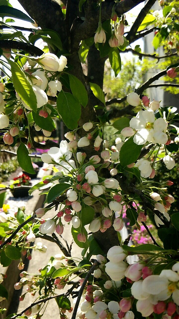 花も実も美しいクラブアップルが開花 らさママのガーデン日記