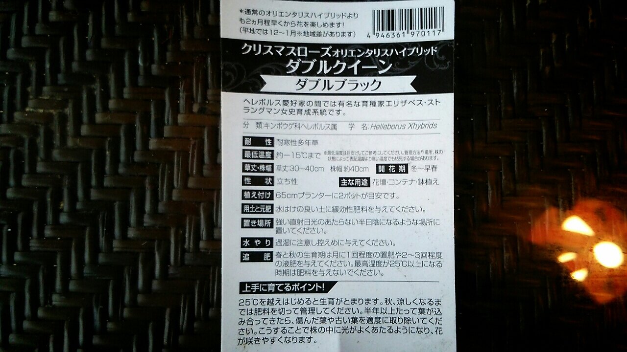 ダブルクイーン 八重咲き黒のクリスマスローズ らさママのガーデン日記 ダブルクイーン 八重咲き黒のクリスマスローズ らさママのガーデン日記