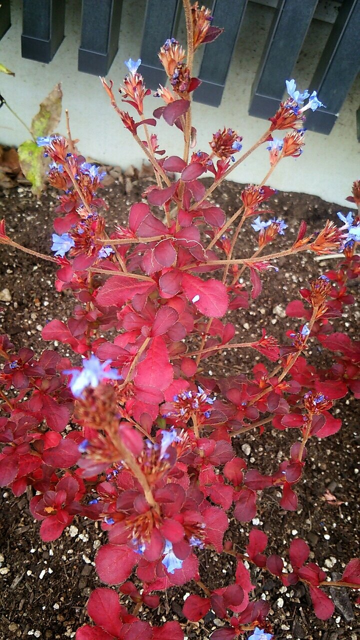 イロハモミジとブータン ルリマツリの紅葉 らさママのガーデン日記