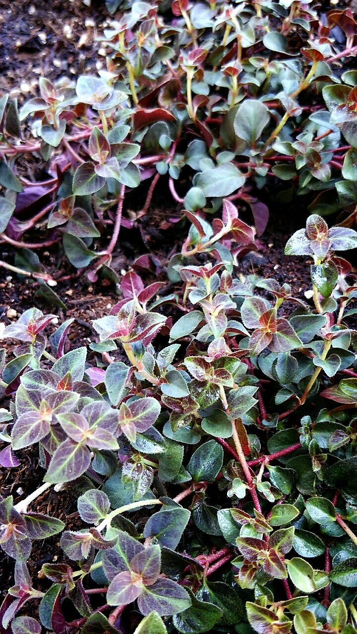 リシマキア ミッドナイトサン らさママのガーデン日記