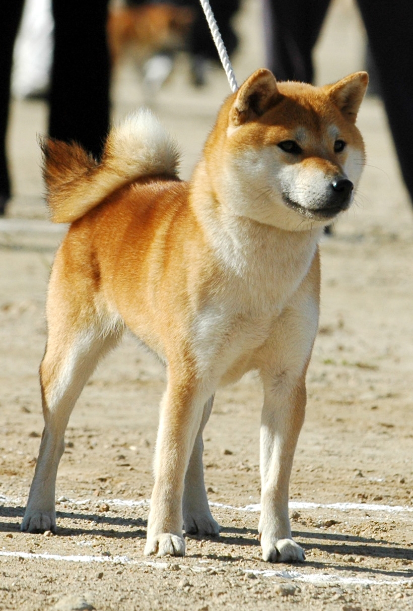 春の日本犬保存会の日程 姫柴な毎日