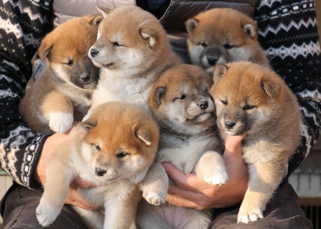 仔犬を迎える準備 姫柴な毎日 仔犬を迎える準備 姫柴な毎日