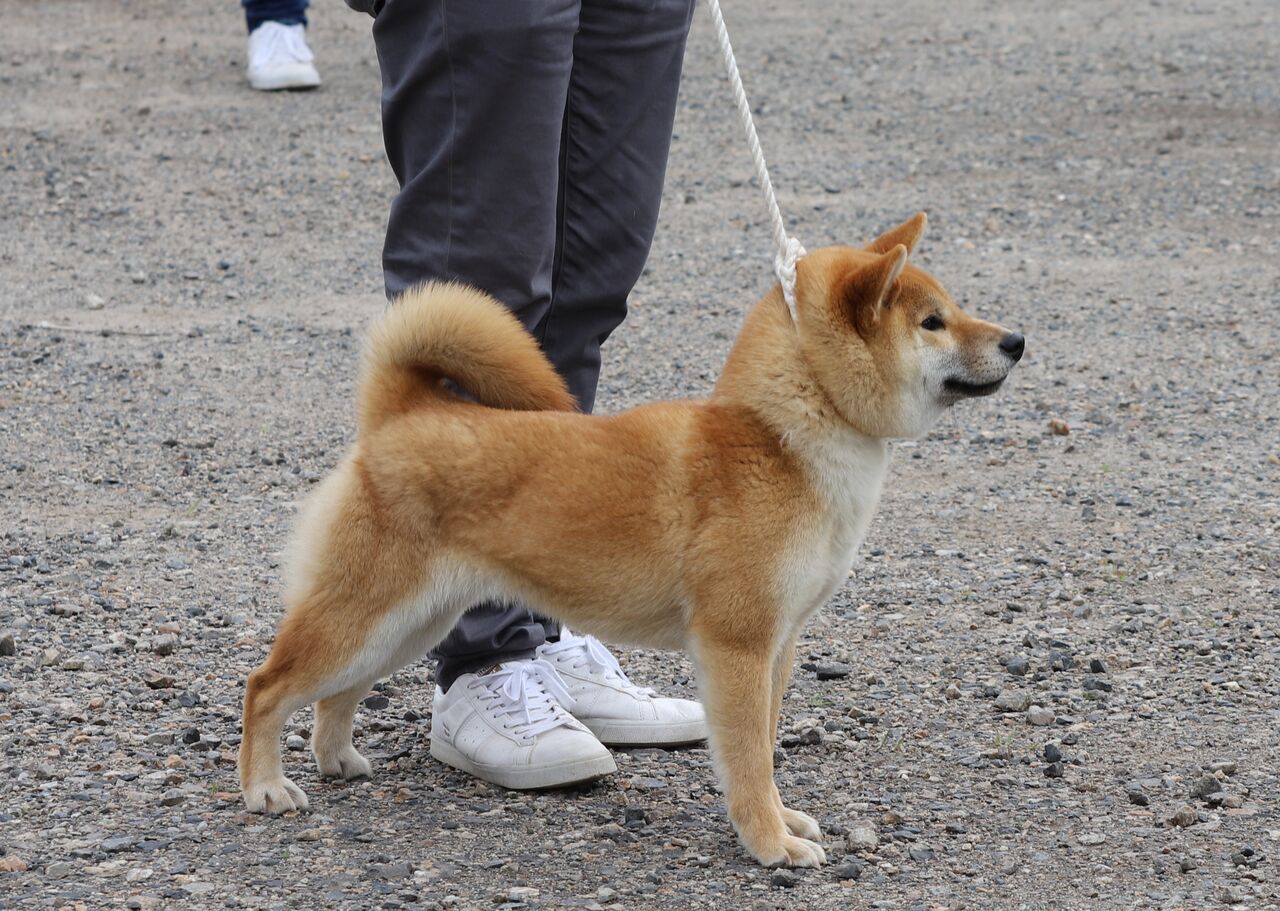 2022 春季 近畿連合展IN滋賀＠ジャスピン1 : 姫柴な毎日