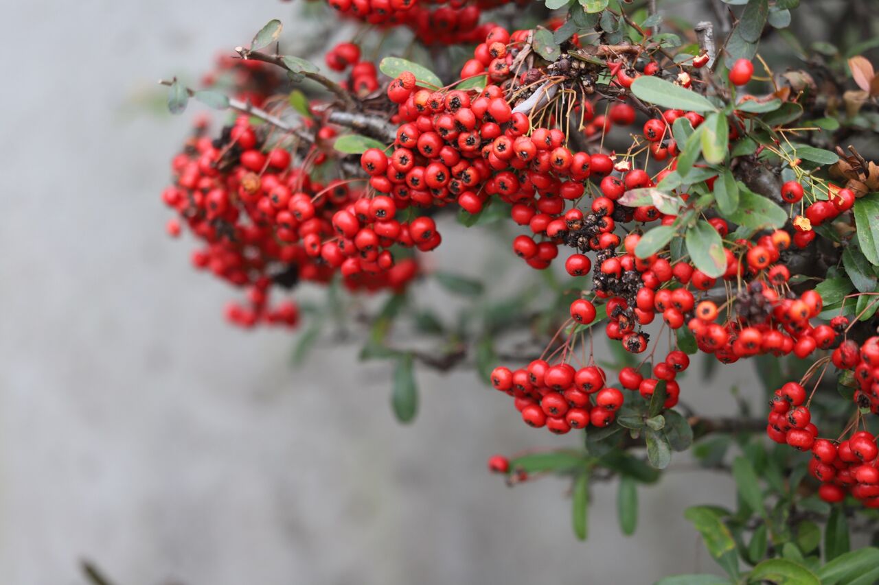 ２月 如月 姫柴な毎日
