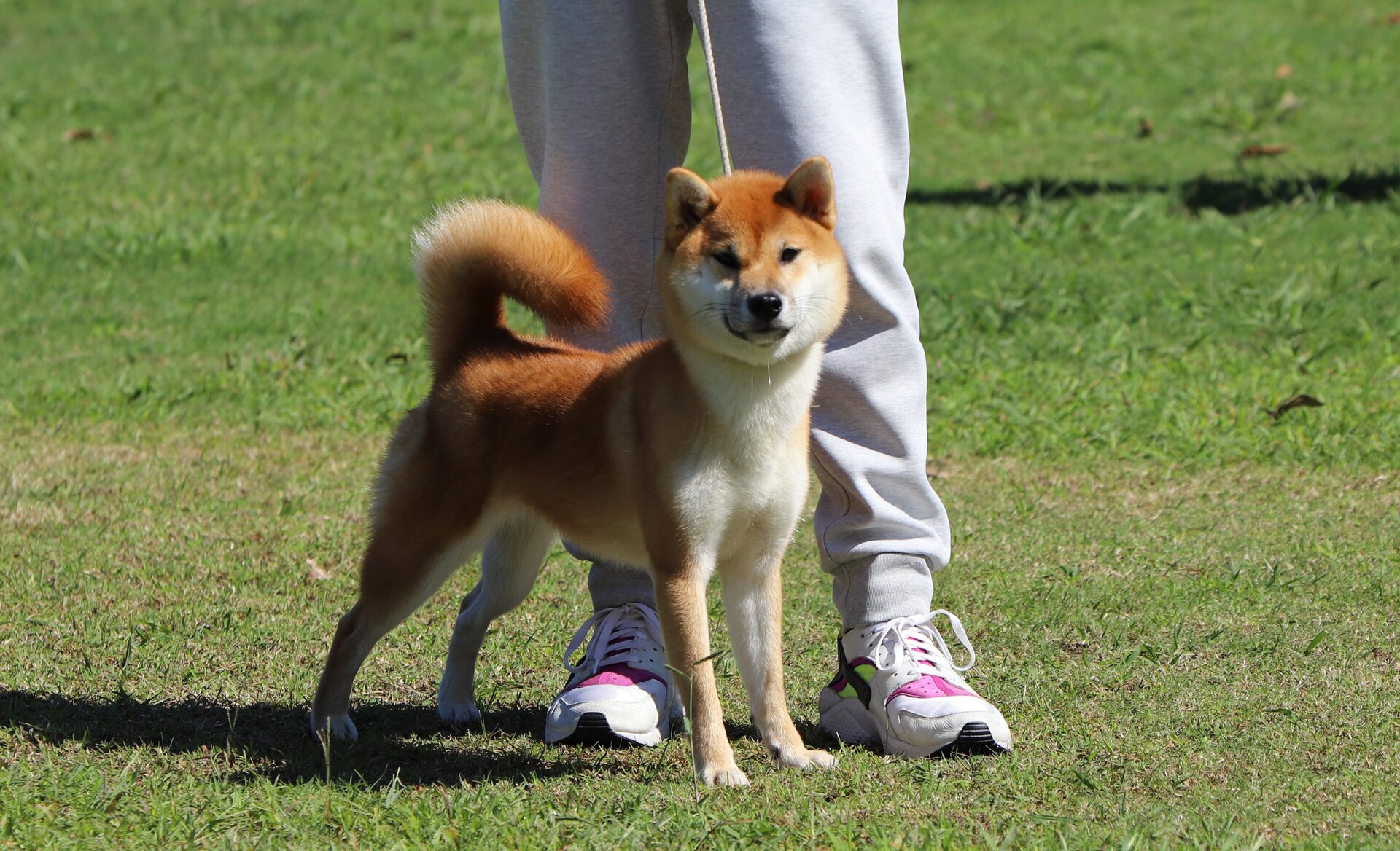 2024 秋季 三重支部展＠ジャスピンⅠ : 姫柴な毎日