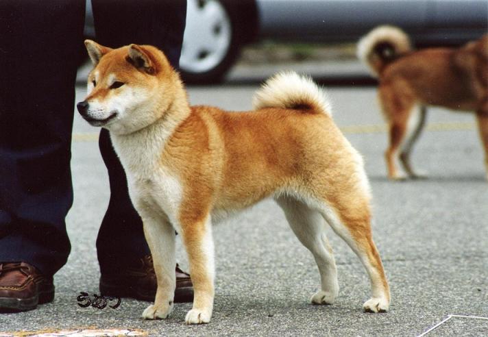 日本犬保存会からの手紙 姫柴な毎日