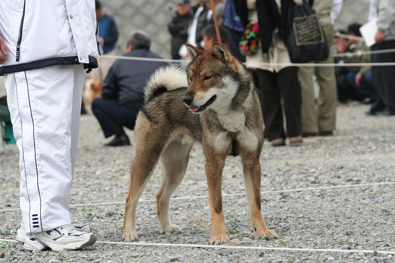 四国犬 姫柴な毎日
